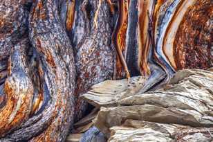 Bristlecone Pine 2-9139